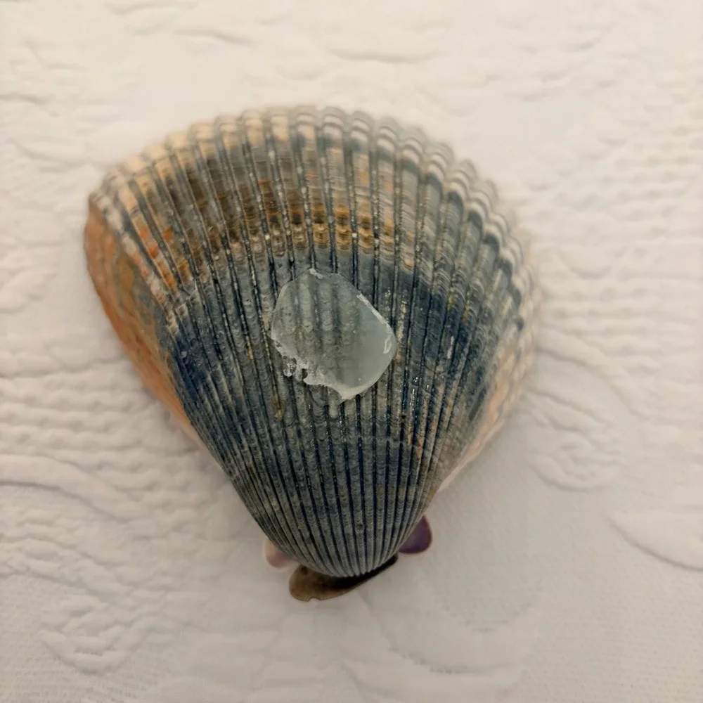 The Natural World Coastal Seashell Picture Frame & 4 Natural Shell Decor Conch